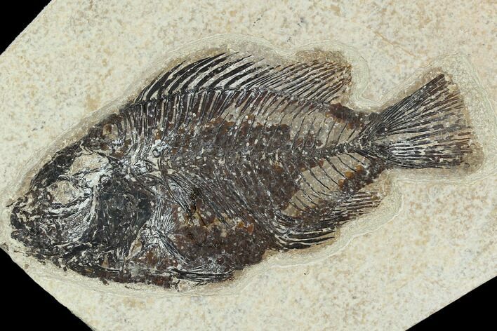 Fossil Fish (Cockerellites) - Green River Formation #129649